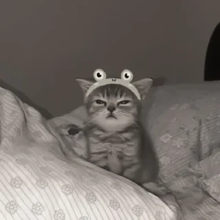 😾