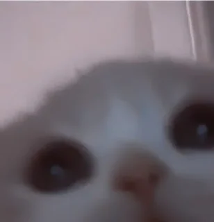 🥺