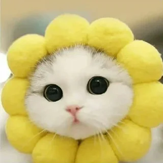 😺