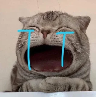 🐱