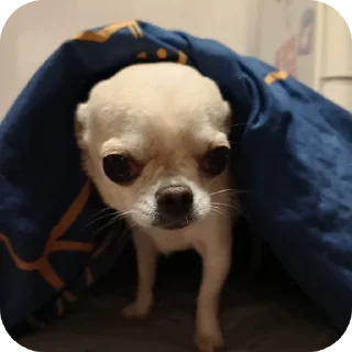🐶