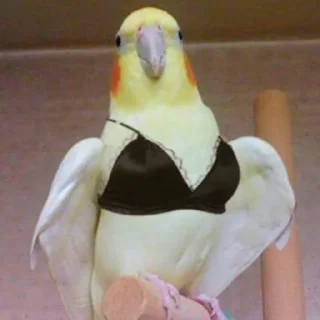 👙