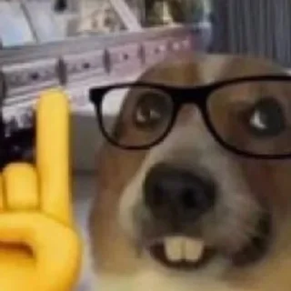 🐶