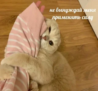 стики дишки