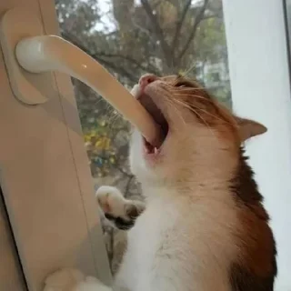 😽