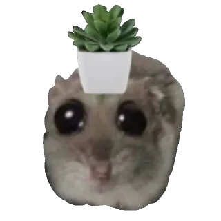 🪴