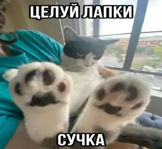 🤩