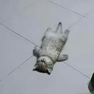 🐈