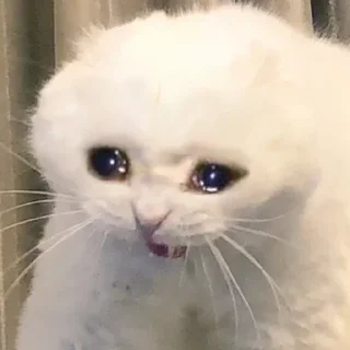 😺