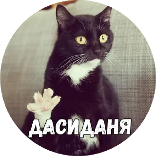 🙋‍♂️