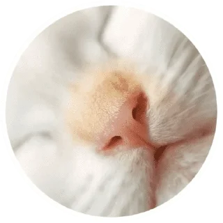 🐱