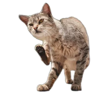🐱