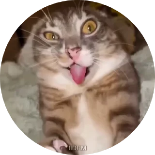 🤪