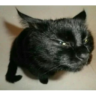 😼