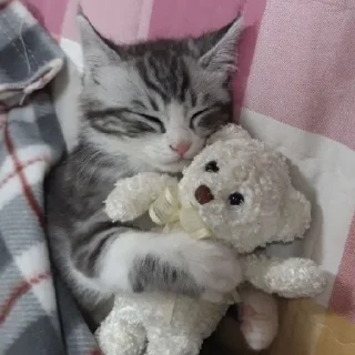 🐈