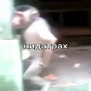 🐵