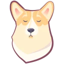 🐶