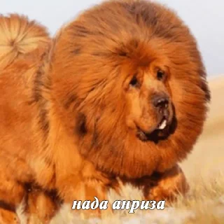 🐶