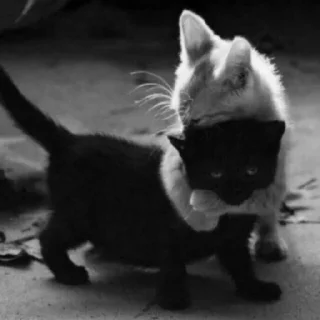 😺