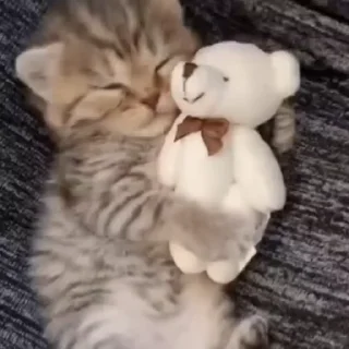 🐈