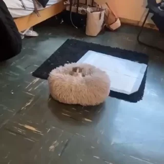 🥺