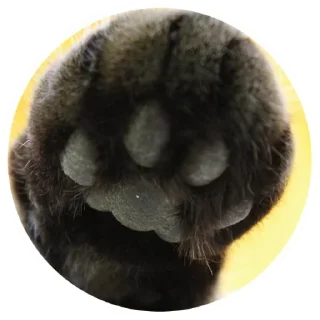😺