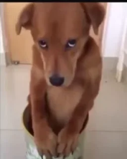 🐶