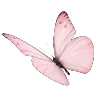🦋