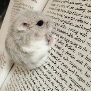 🐹