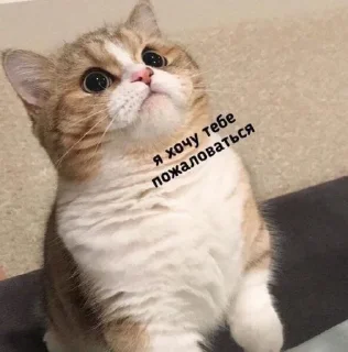 😿