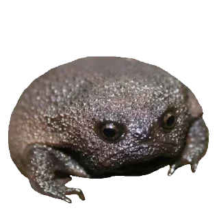🐸