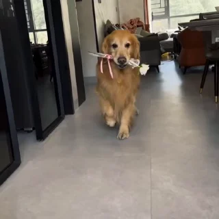 🌹
