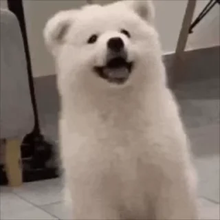 🐻‍❄️