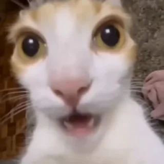 😲