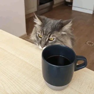 😾