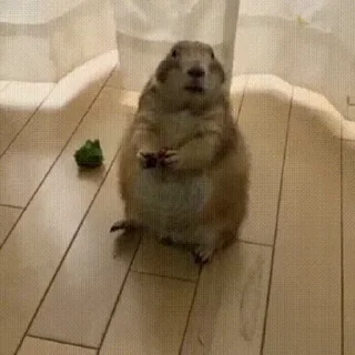 🦫