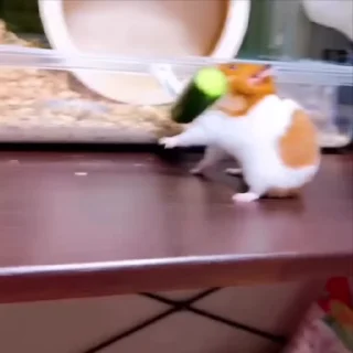 🐹