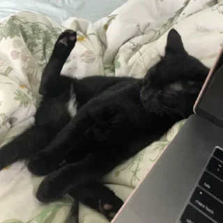 😺
