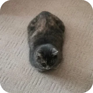 🐱