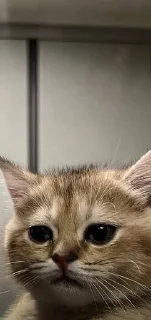 😢