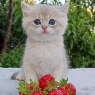 🍓