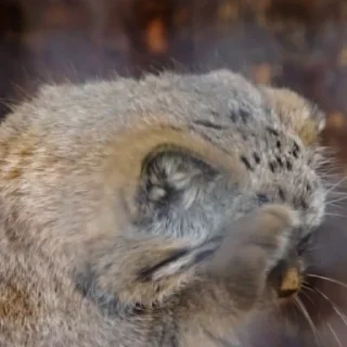😲