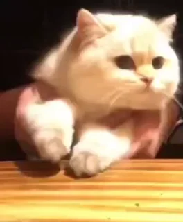 😺