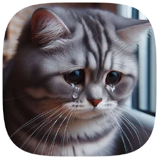 😿