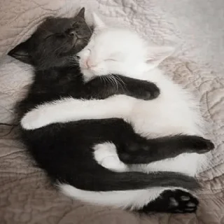 💗