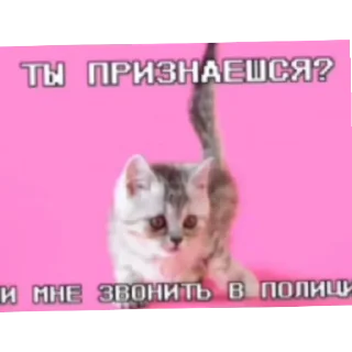 Котике😊