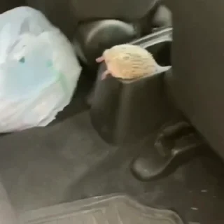 🤩