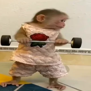 🥊