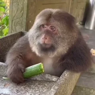 🐒
