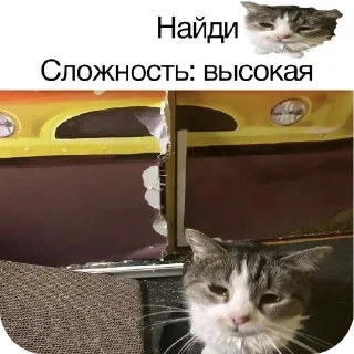 🐱